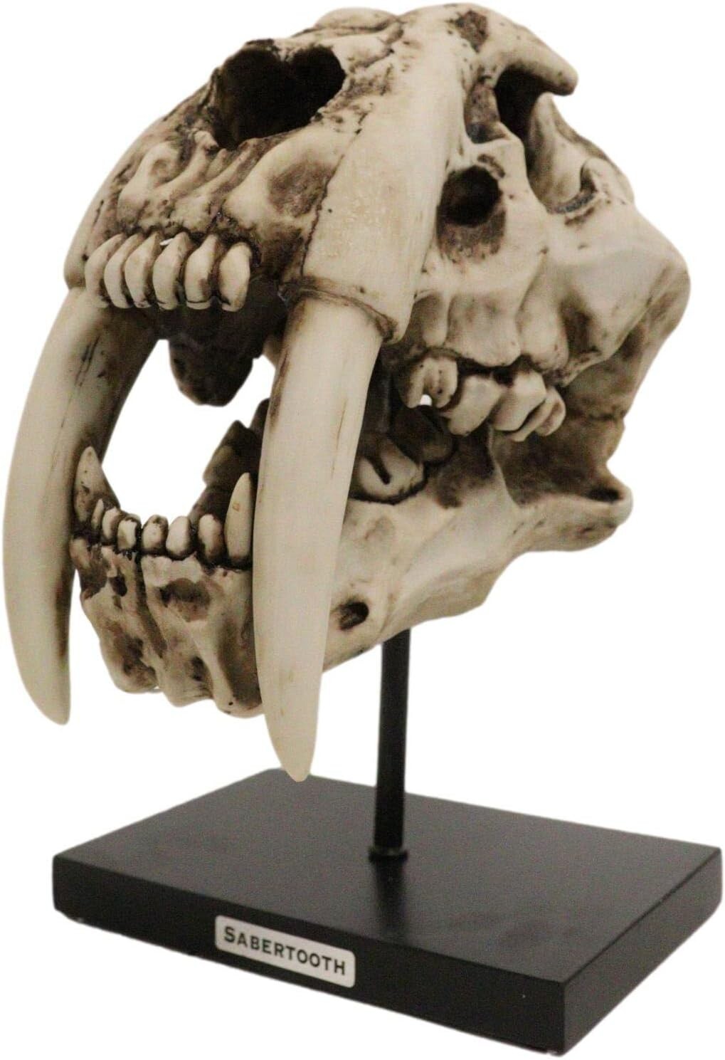 Prehistoric Animal Replica Sabertooth Tiger Cat Fossil Skeleton Skull Sculpture