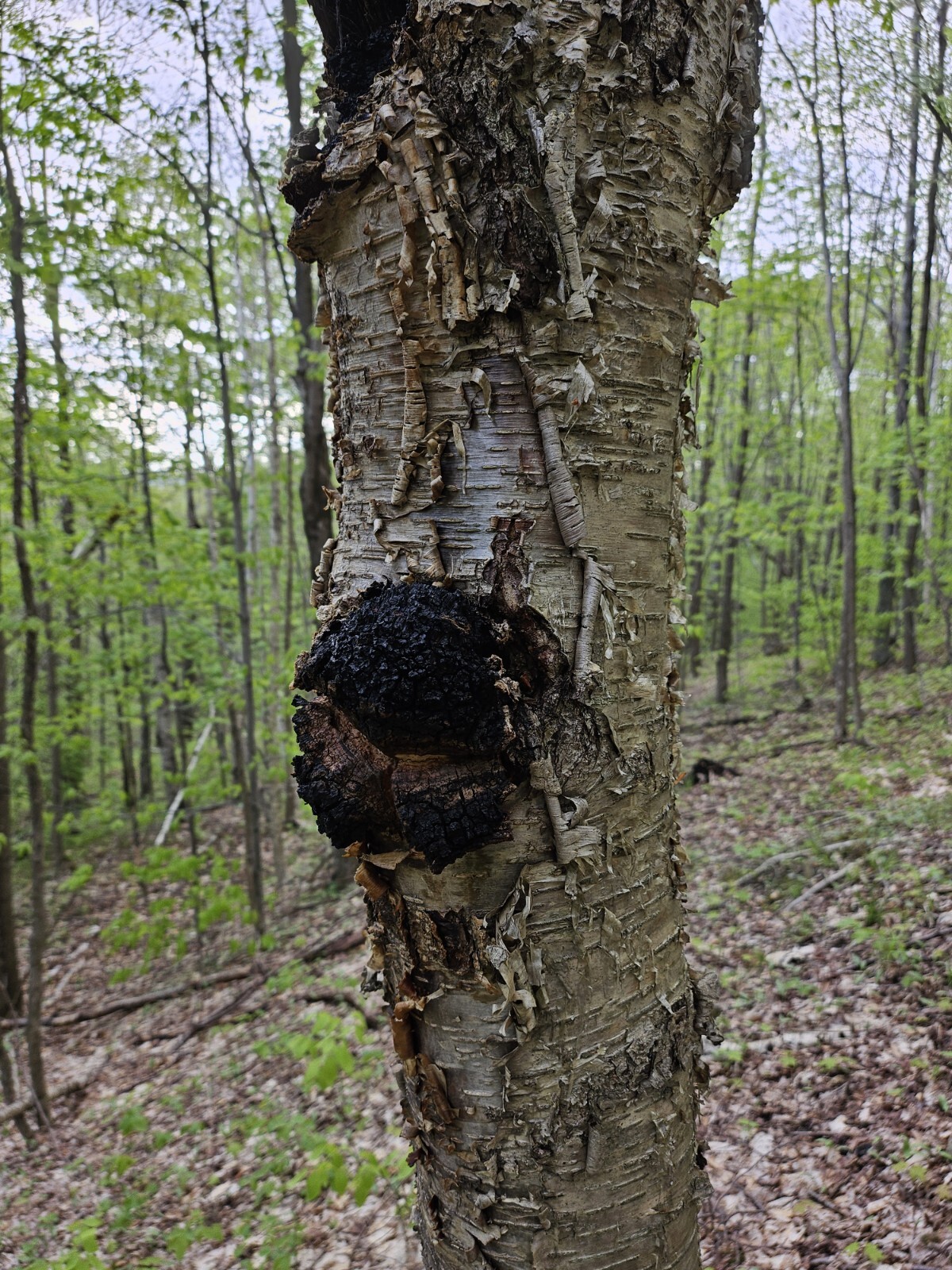 1 LB Chaga Mushroom Chunks. Hand Harvested In Northern Vermont, Air Dried