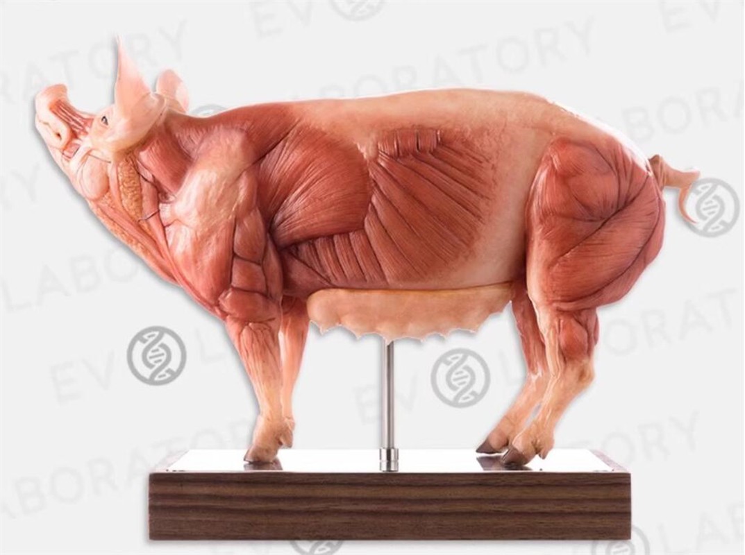 Evolaboratory 1/5 Scale Resin Version Pig Teaching Model Anatomy Tool New Stock