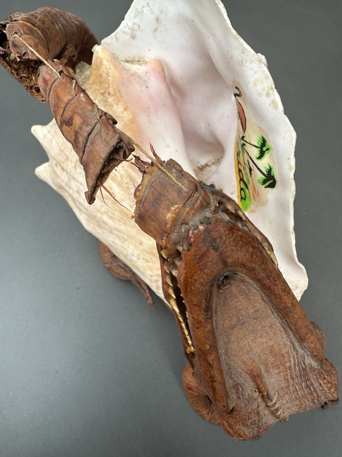 RARE Vintage Decorative Conchshell With Crocodile Or Alligator ( Not Sure Which)