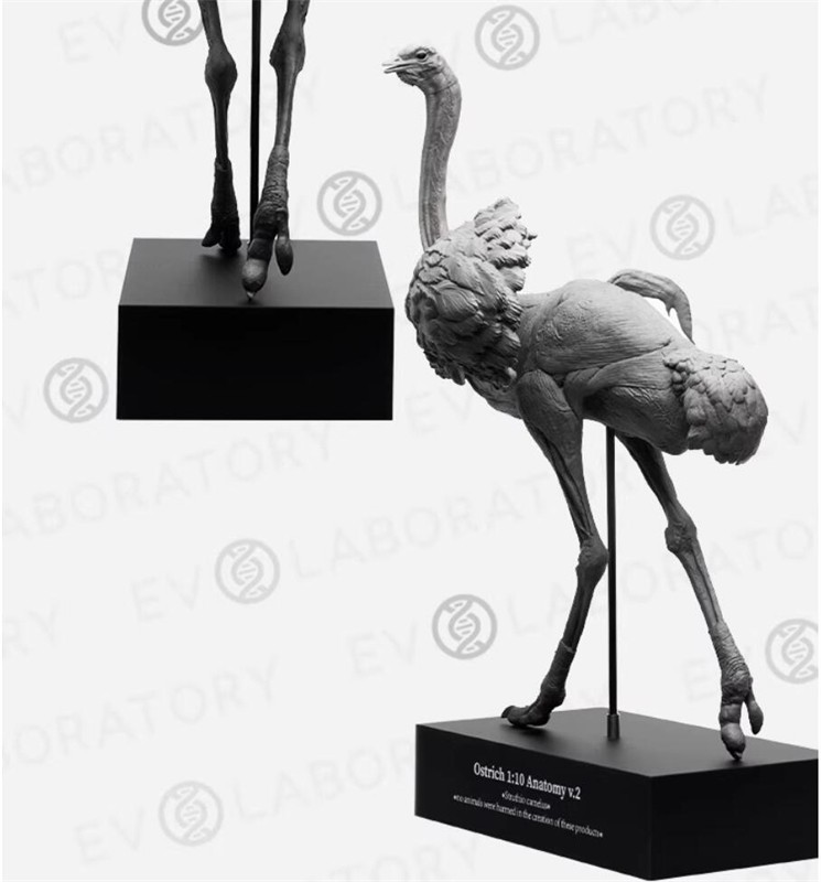 Evolaboratory 1/10 Scale Digital Version Ostrich Anatomy Tool Teaching Model New