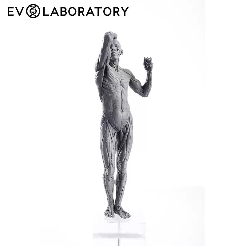 Evolaboratory 1/7 Scale Digital Version Human Male Anatomy Tool PVC Model New
