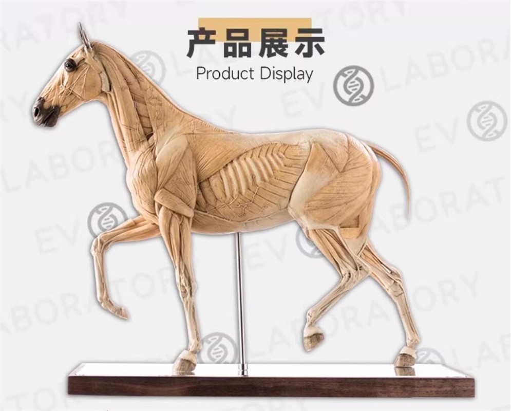 Evolaboratory 1/6 Scale Resin Version Horse Anatomy Tool Teaching Model New