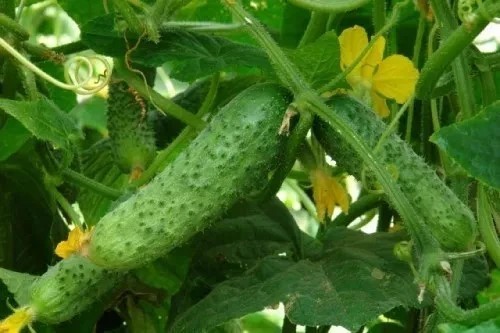 Cucumber German F1 50 seeds Professional Good harvest Worldwide Shippment