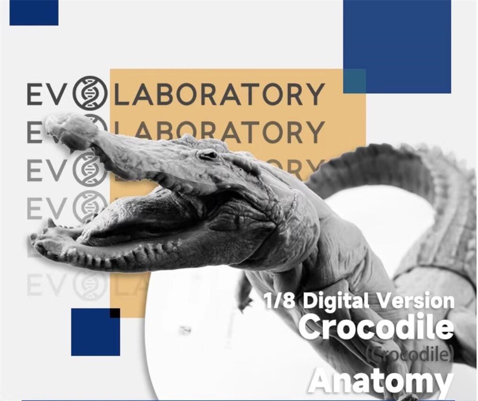 Evolaboratory 1/8 Digital Version Crocodile Anatomy Tool Teaching Model New