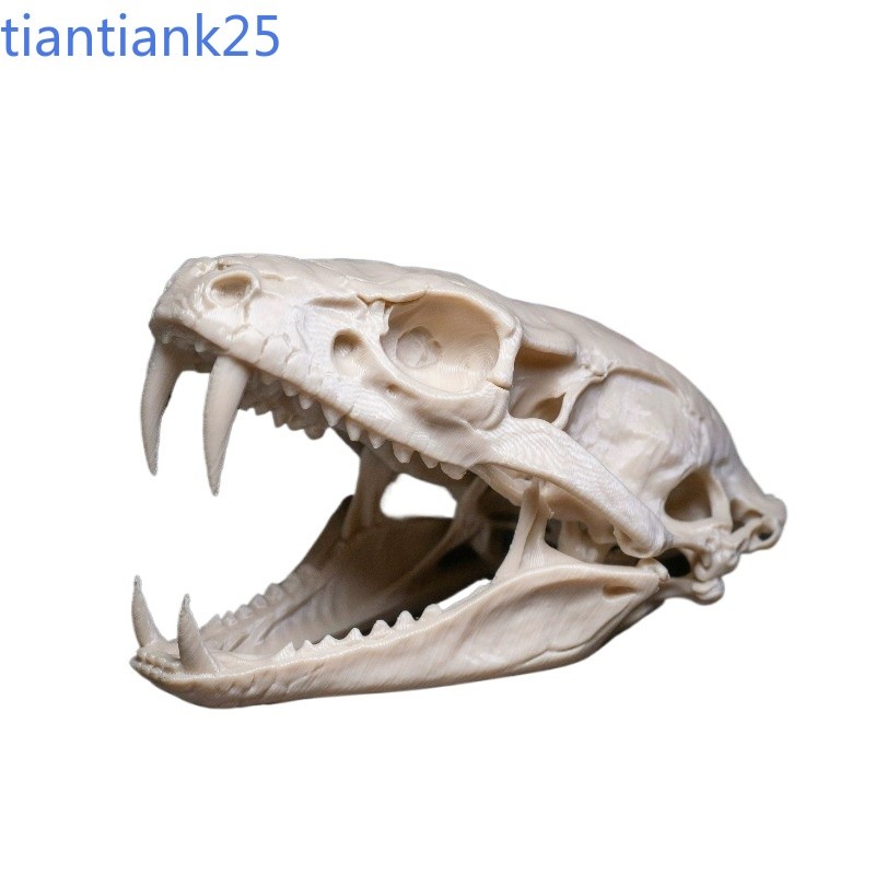 Simulated Animal Skull Snake Saber-Toothed Tiger Tyrannosaurus Rex Plastic Gift