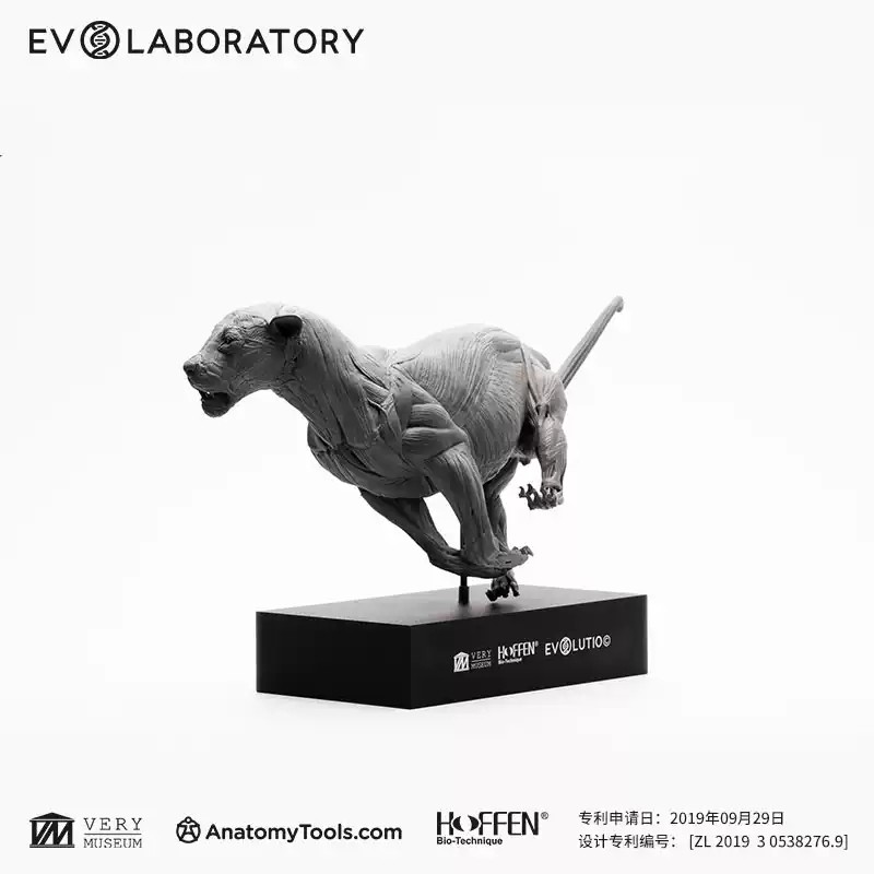 Evolaboratory 1/10 Digital Version African Lion Anatomy Tool Teaching Model New