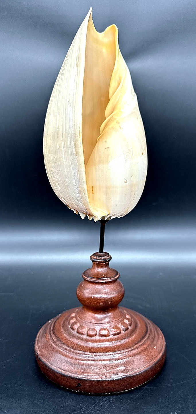 Vtg Coastal Melo Melo Shell on Wood Pedestal 11.75″ Nautical Beach House Decor
