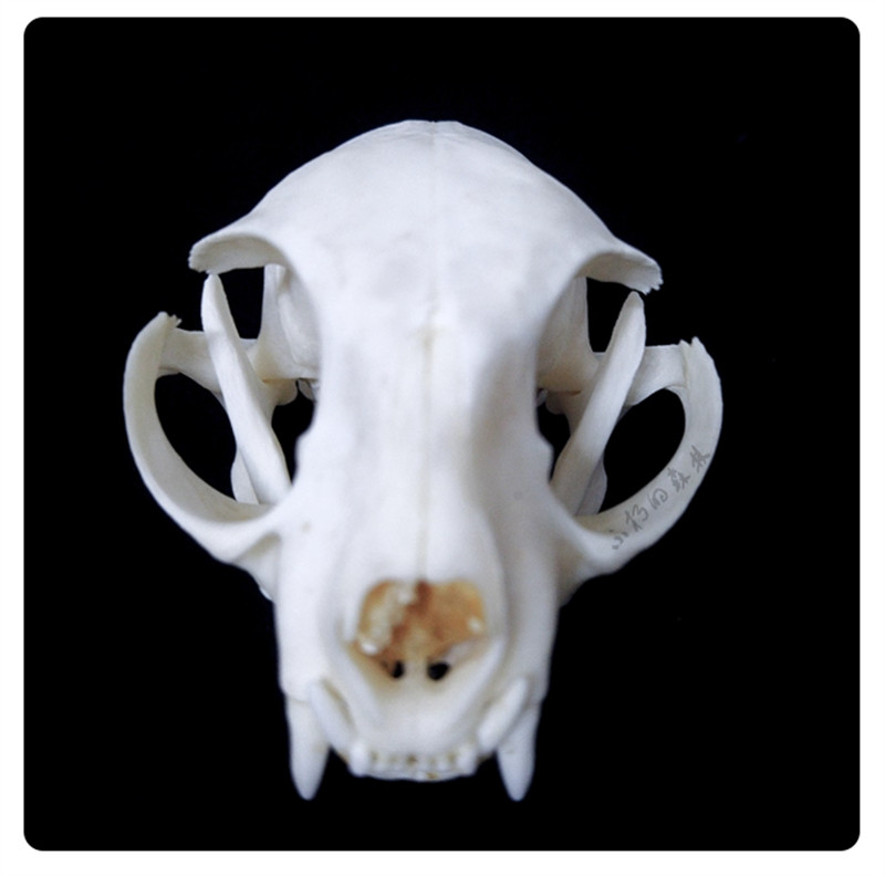Cat Head Specimen Skeleton Animal Bone 1-5PCS Decor Collection DIY Ornament Gift
