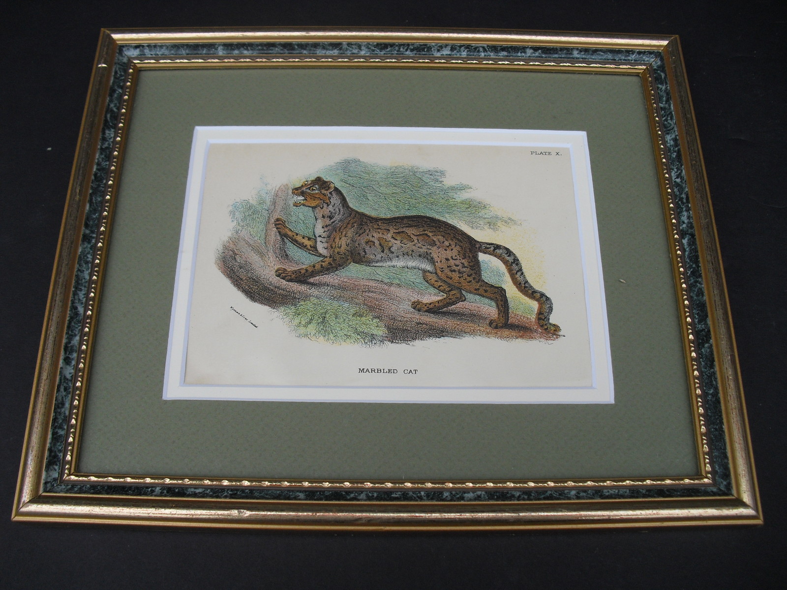 MARBLED CAT Original 1896 Lloyd’s Natural History Chromolithograph Matted Framed