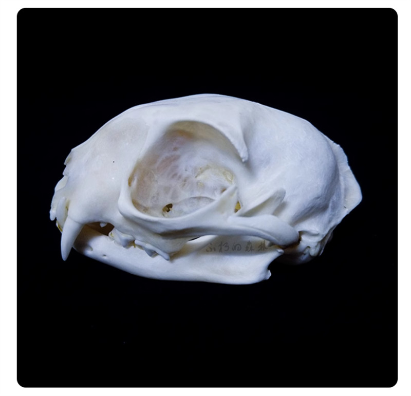 Cat Head Specimen Skeleton Animal Bone 1-5PCS Decor Collection DIY Ornament Gift