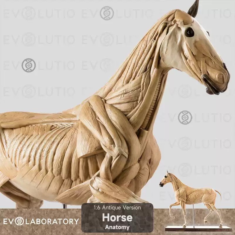 Evolaboratory 1/6 Scale Resin Version Horse Anatomy Tool Teaching Model New