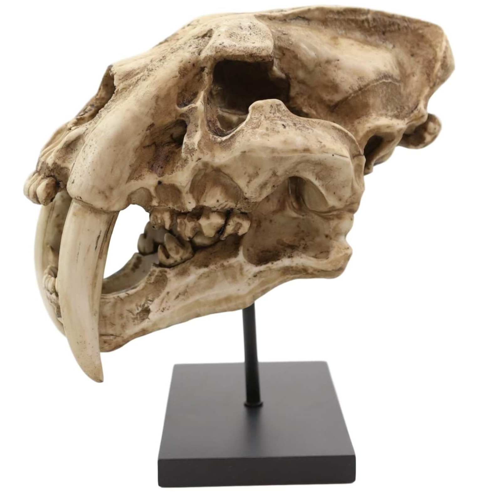 Prehistoric Animal Replica Sabertooth Tiger Cat Fossil Skeleton Skull Sculpture