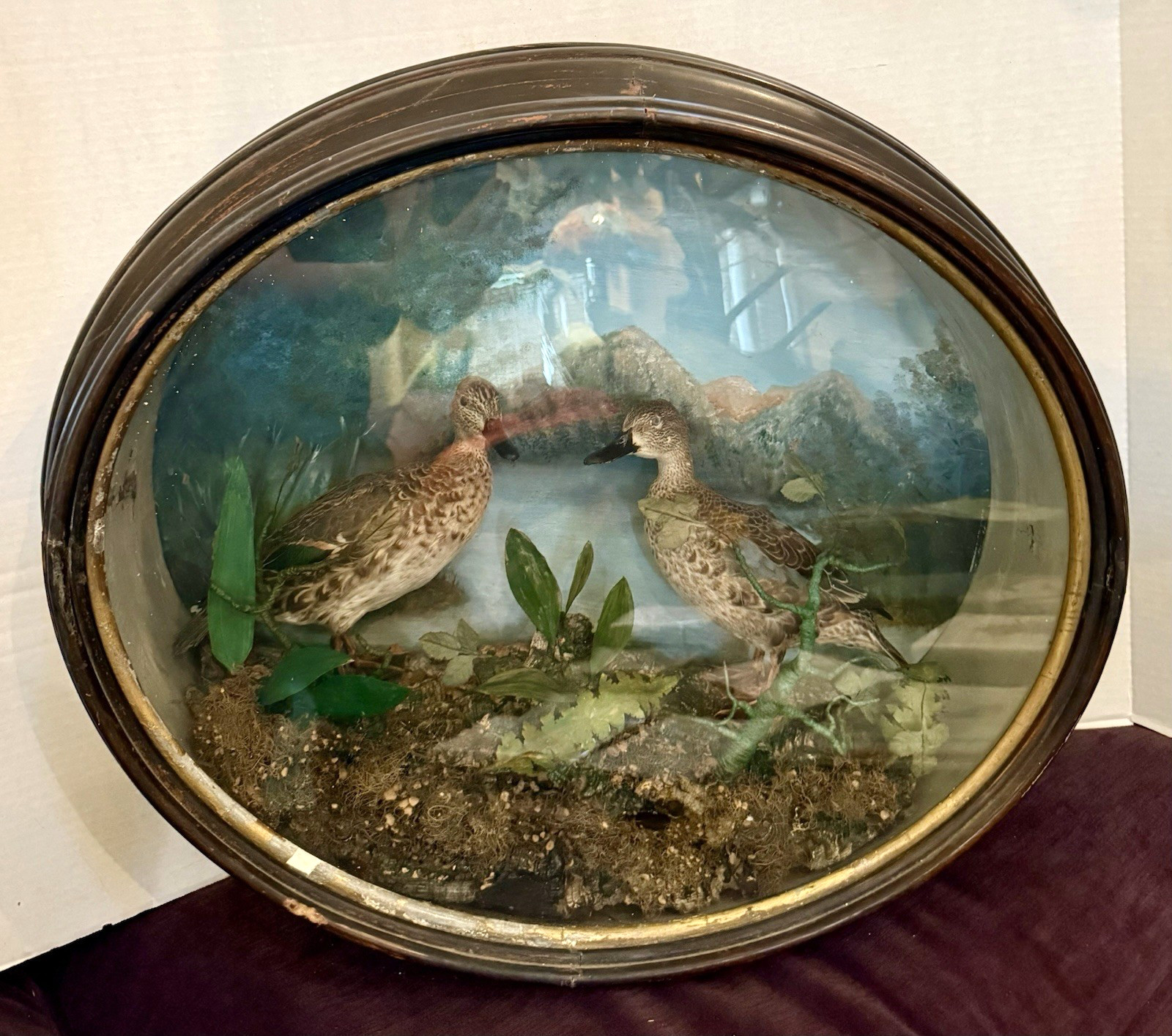 LG Antique Oval Green-winged Teal Duck Dome Diorama