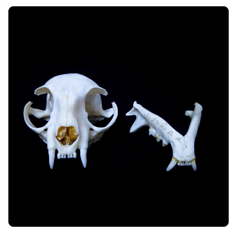 Cat Head Specimen Skeleton Animal Bone 1-5PCS Decor Collection DIY Ornament Gift