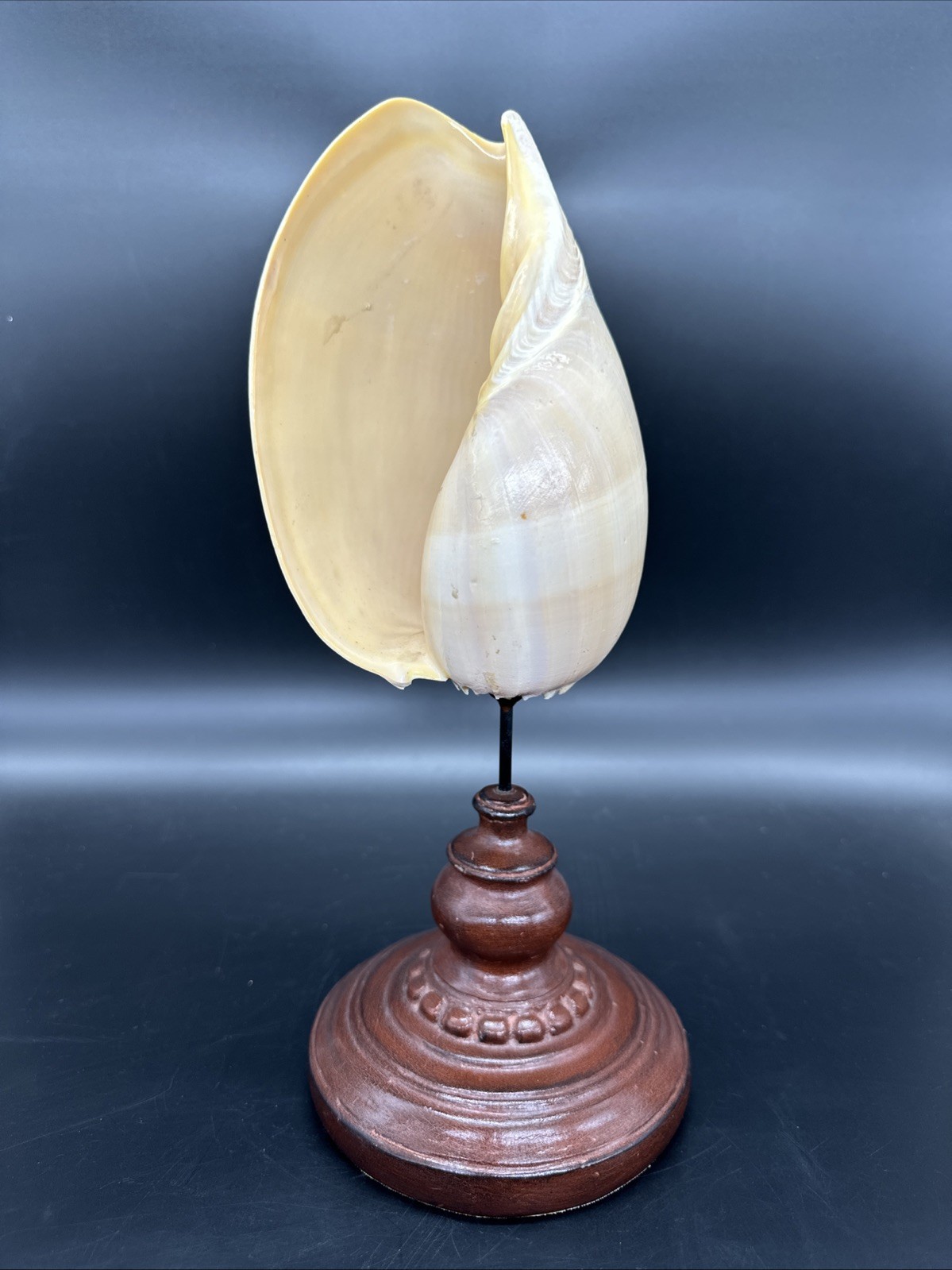 Vtg Coastal Melo Melo Shell on Wood Pedestal 11.75″ Nautical Beach House Decor