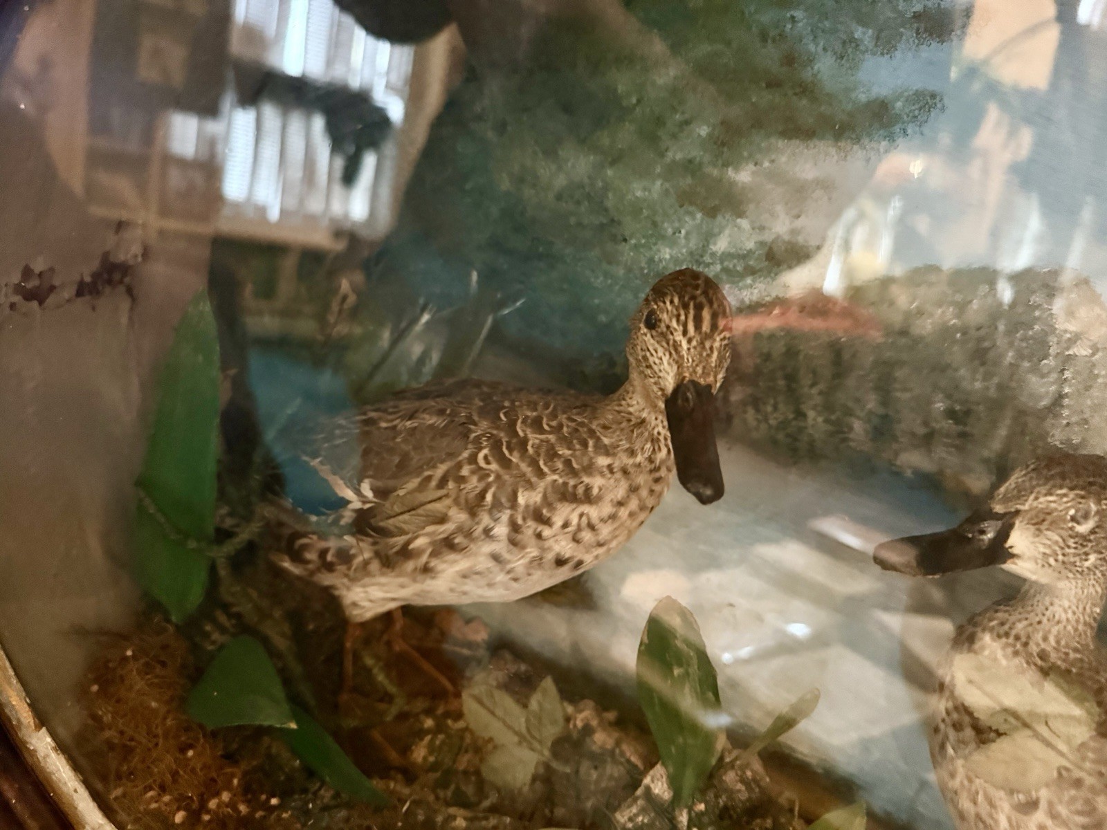 LG Antique Oval Green-winged Teal Duck Dome Diorama