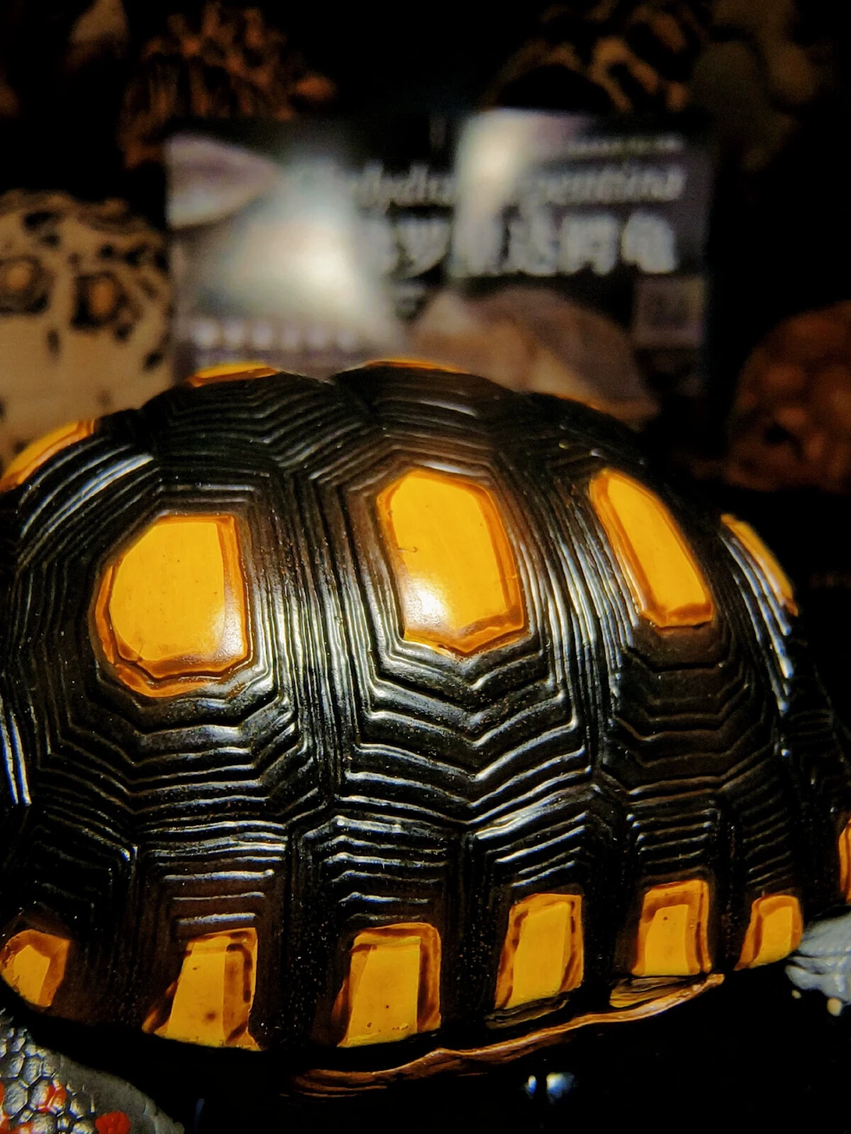 Animal Planet Red Footed Tortoise Animal Heavenly Body Collect Turtle Model