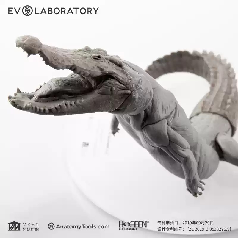 Evolaboratory 1/8 Digital Version Crocodile Anatomy Tool Teaching Model New