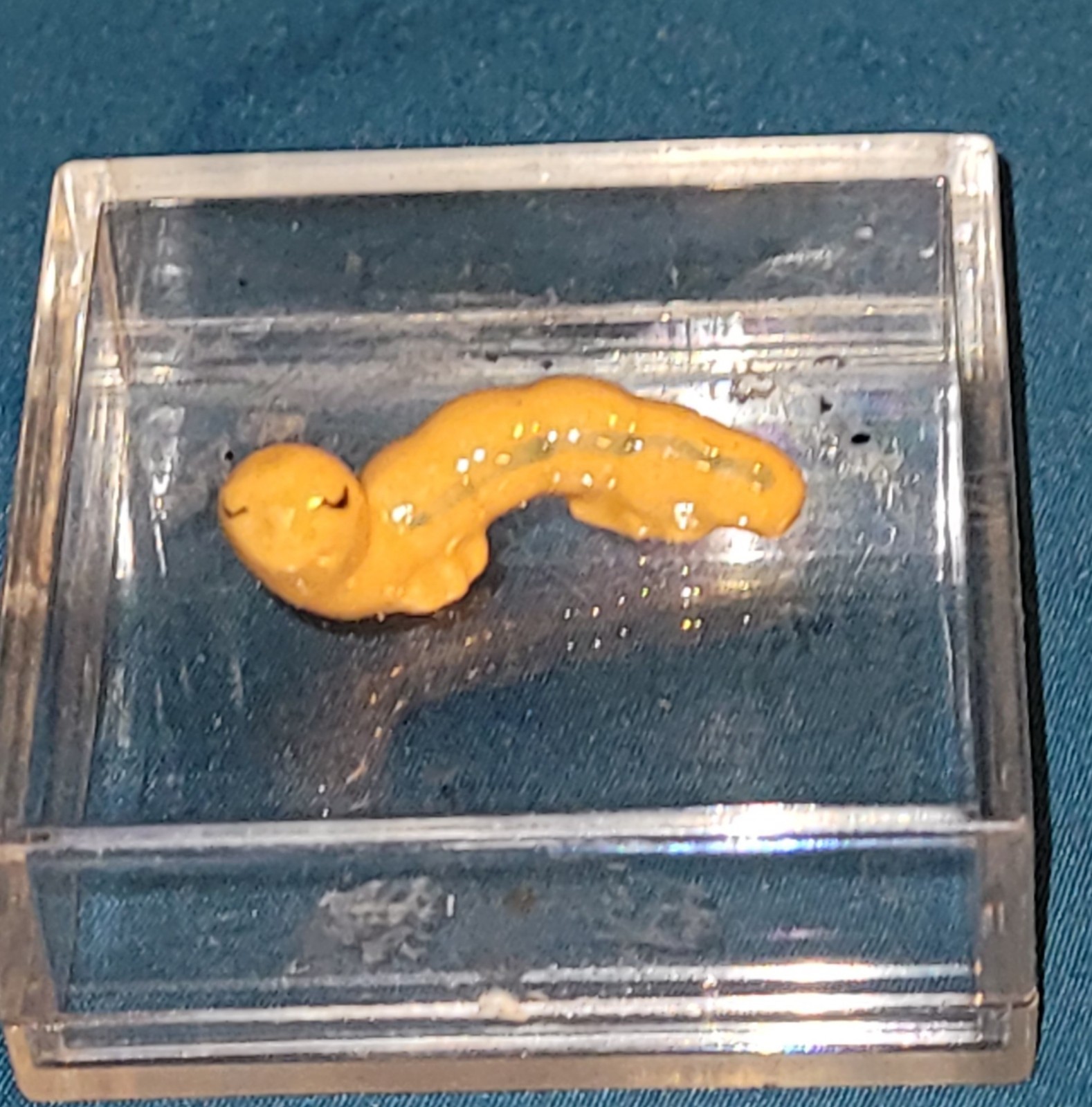 Vintage Ceramic Caterpillar Inch Worm Anthropomorphic Figurine With Plastic Box