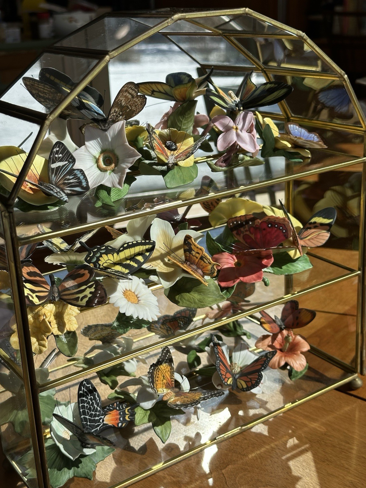 Danbury Mint Butterflies of the World – 14 Butterfly Species w Glass Display