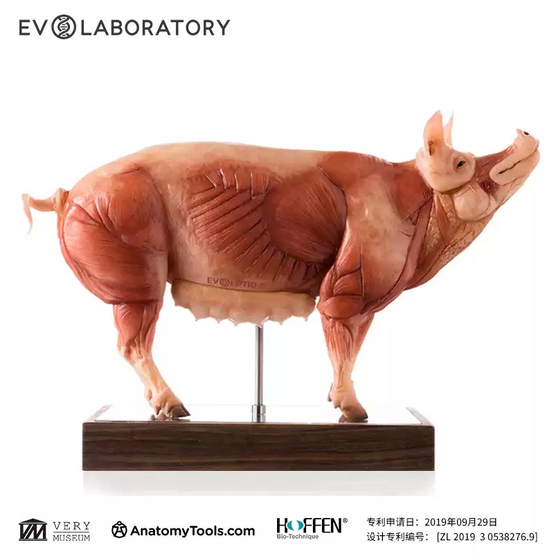 Evolaboratory 1/5 Scale Resin Version Pig Teaching Model Anatomy Tool New Stock
