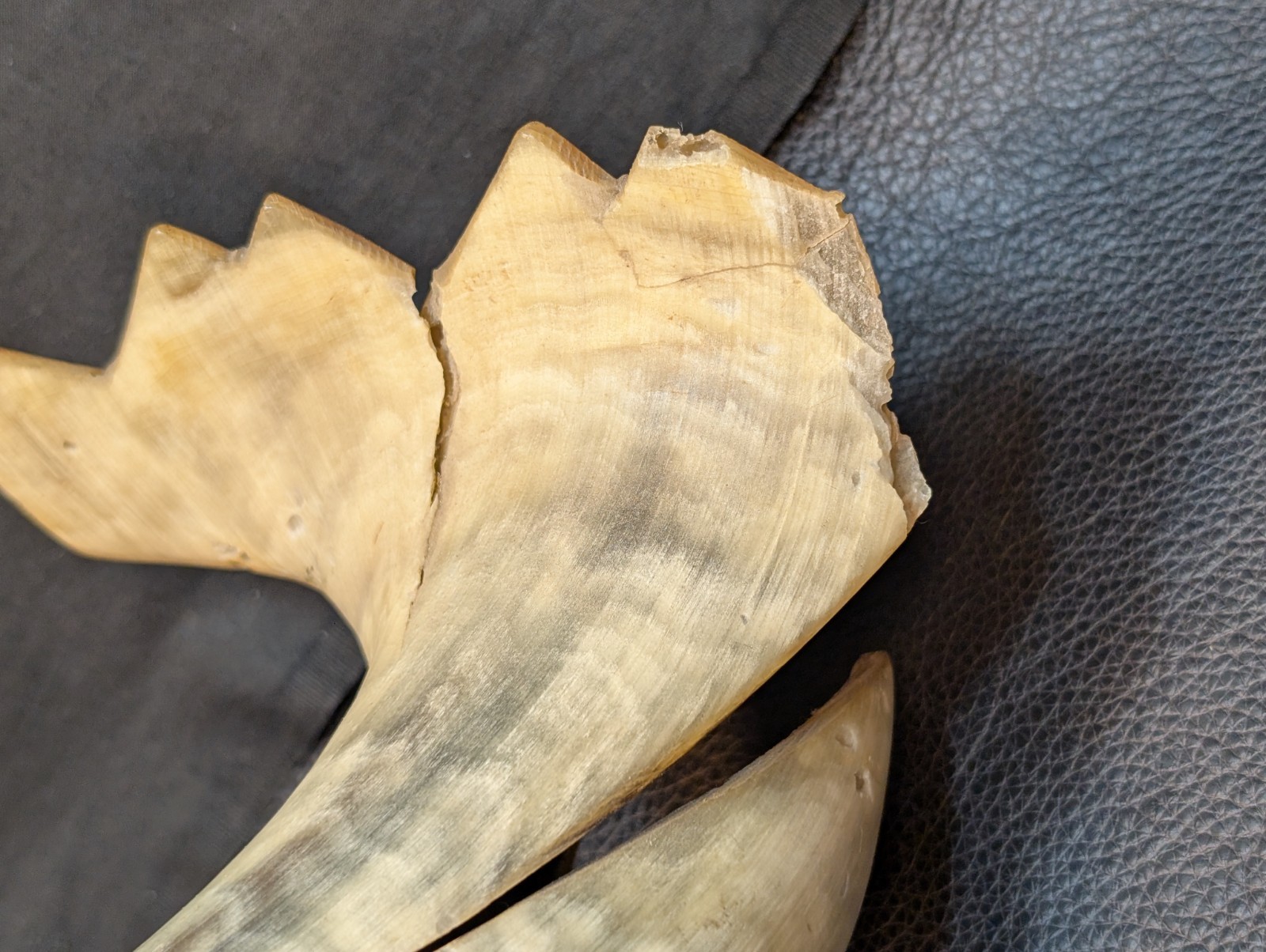 Folk Art Ox/Steer Horn Bird Mid Century Hand Carved Large 13.5in Horn