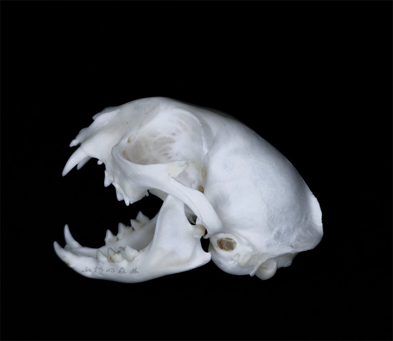 Cat Head Specimen Skeleton Animal Bone 1-5PCS Decor Collection DIY Ornament Gift