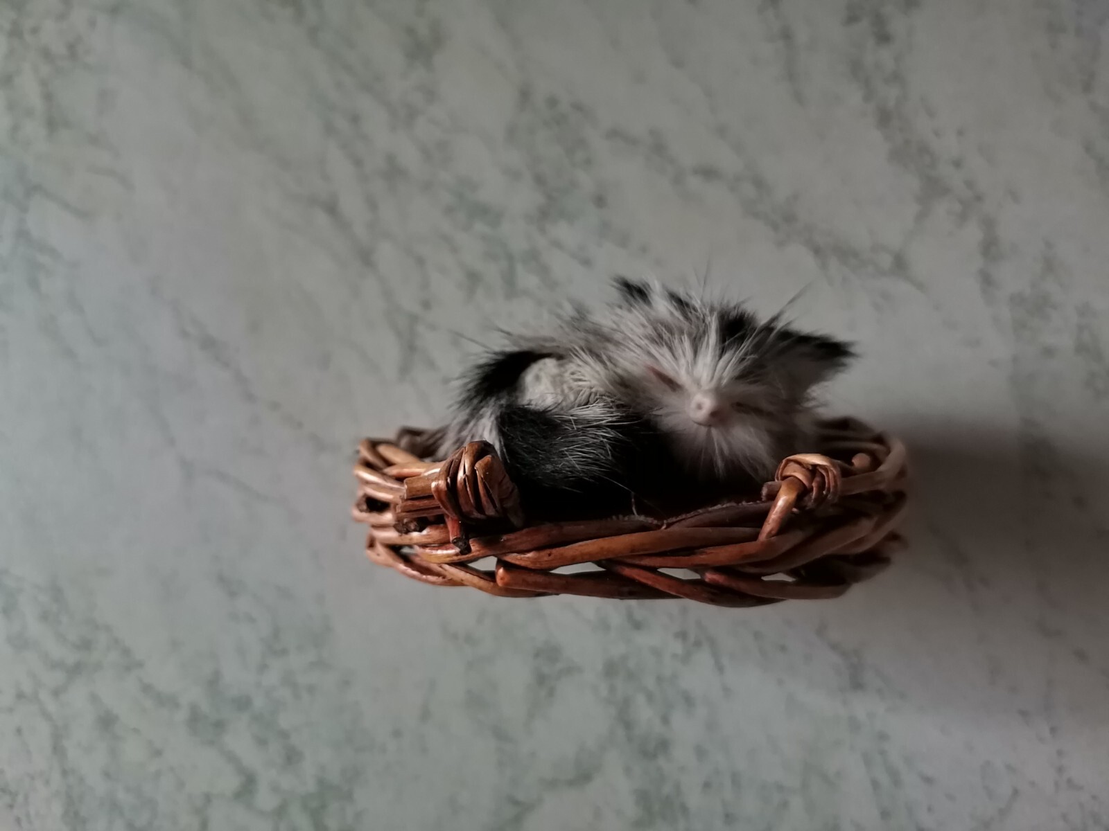 1934 year Latvia 1.Republic CAT KITTEN fabric wood wool 7.50*6.50*4 cm.