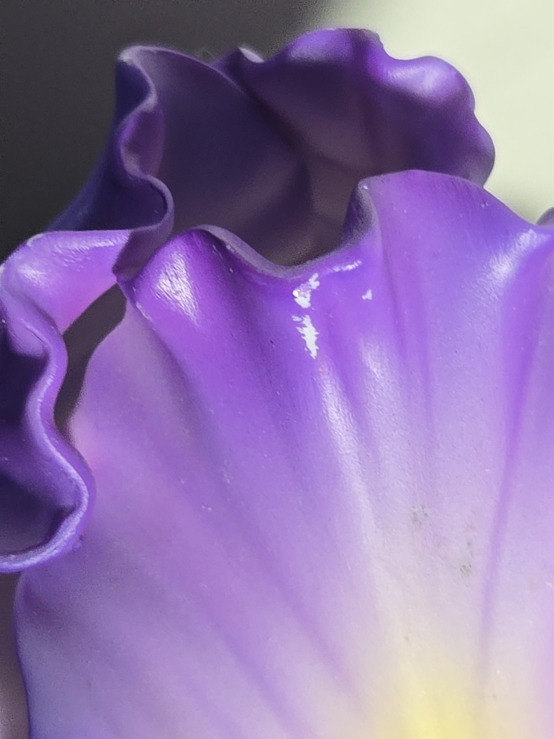 Vintage Porcelain Iris 5 1/2’Hx 61/2’W by Cleaudx