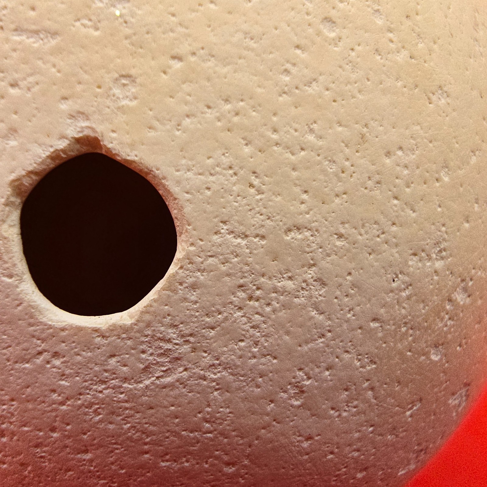Ostrich Egg Shell Single Hole for Craft Decor Approx. 6″