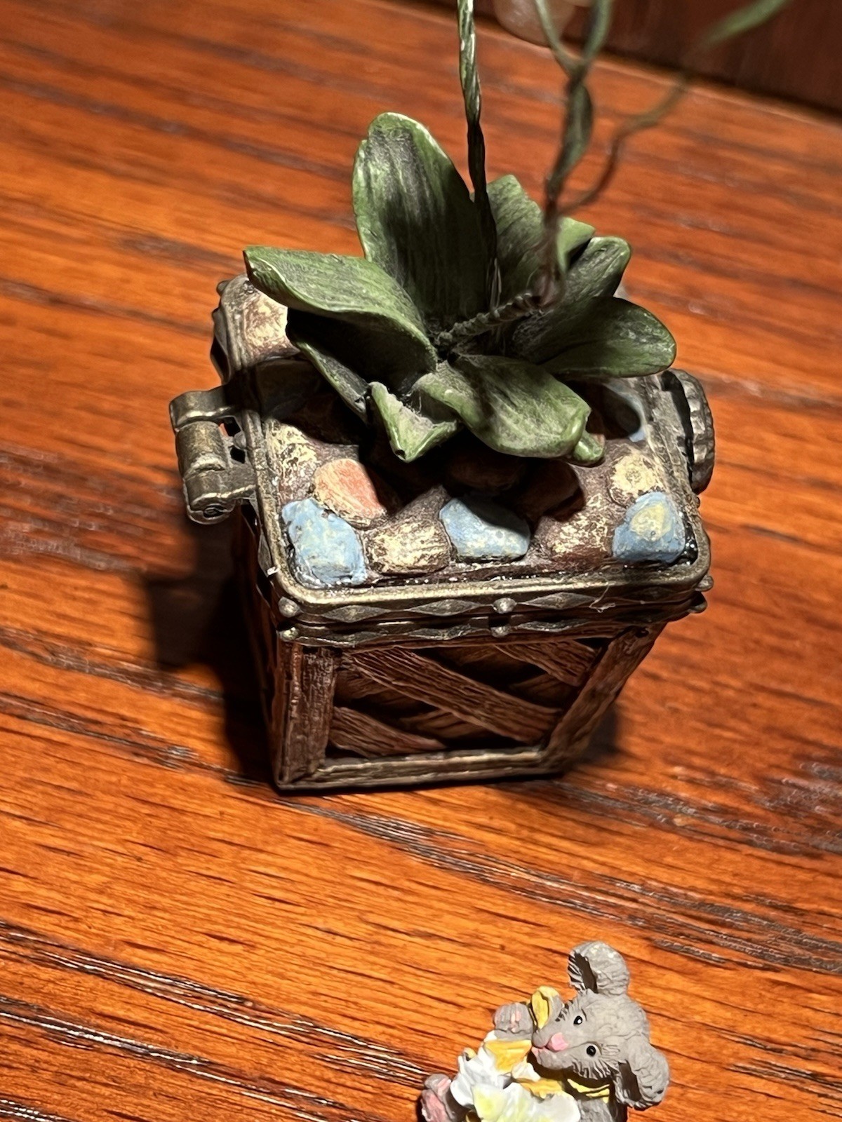 Leila’s Orchid w/ Bloom McNibble RARE **CHIPPED LEAF-Read Description**