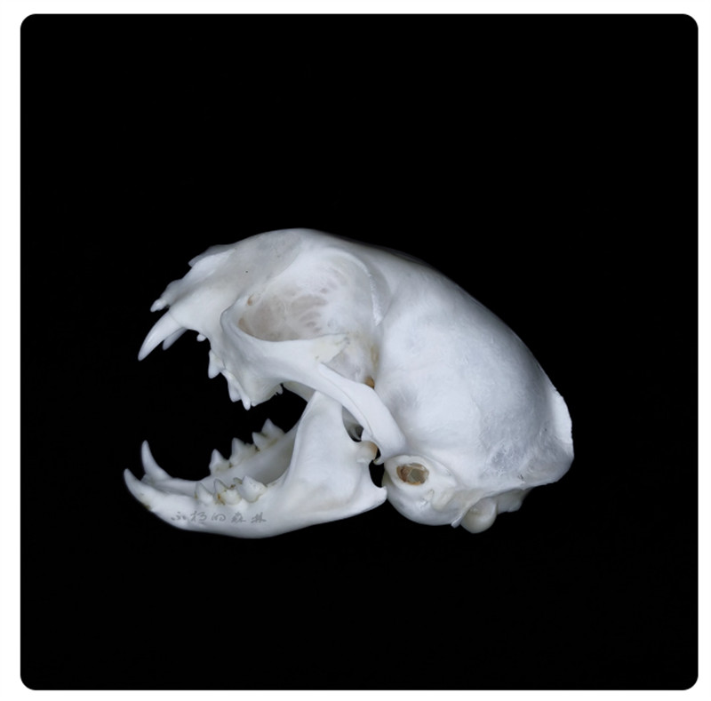 Cat Head Specimen Skeleton Animal Bone 1-5PCS Decor Collection DIY Ornament Gift