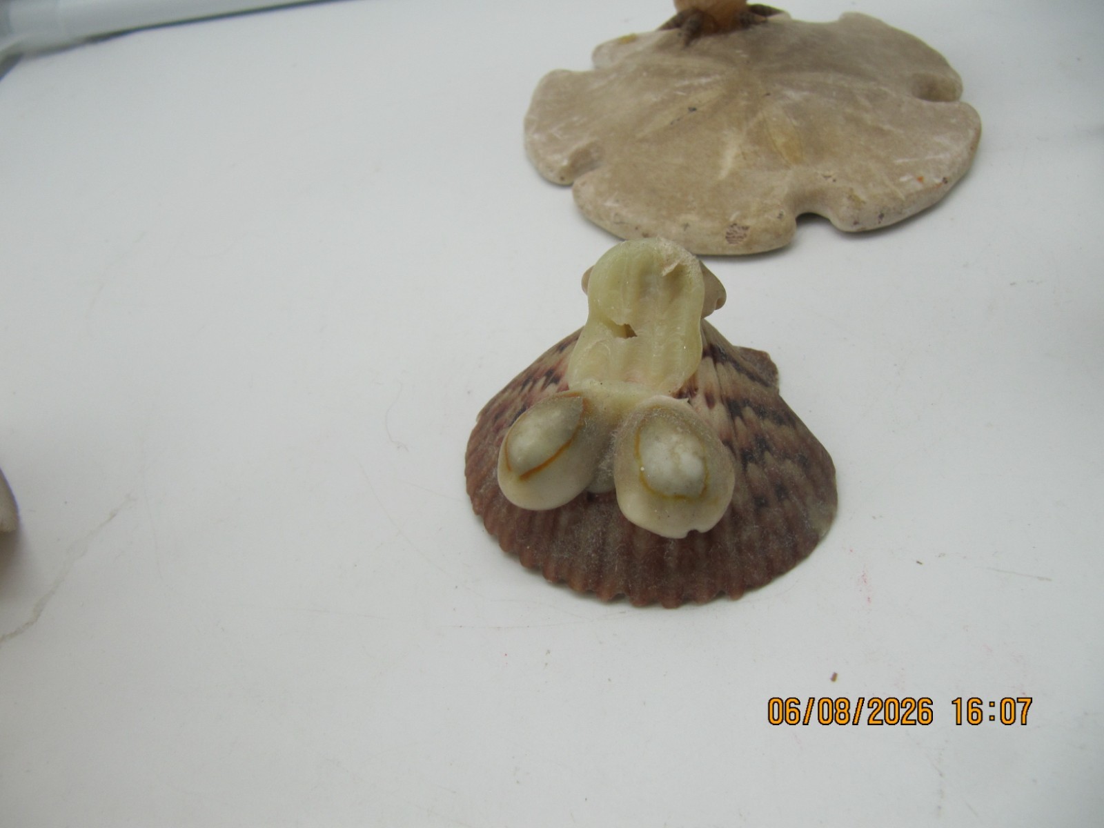 Set of 4 Vintage Seashell Art Figurines 2 Owls, 1 Chariot & 1 Frog