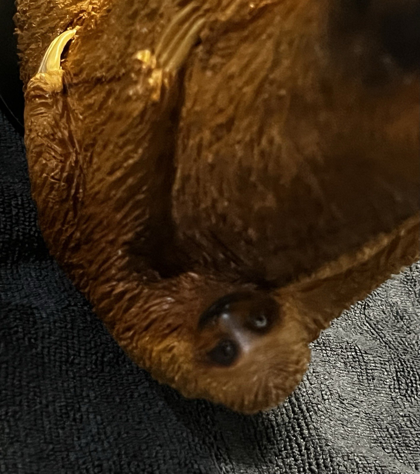 11” Inch Resin Or Polymer Clay Three-Toed Sloth w/Real Wooden Claws And Baby.