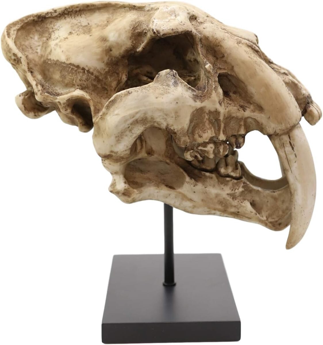 Prehistoric Animal Replica Sabertooth Tiger Cat Fossil Skeleton Skull Sculpture