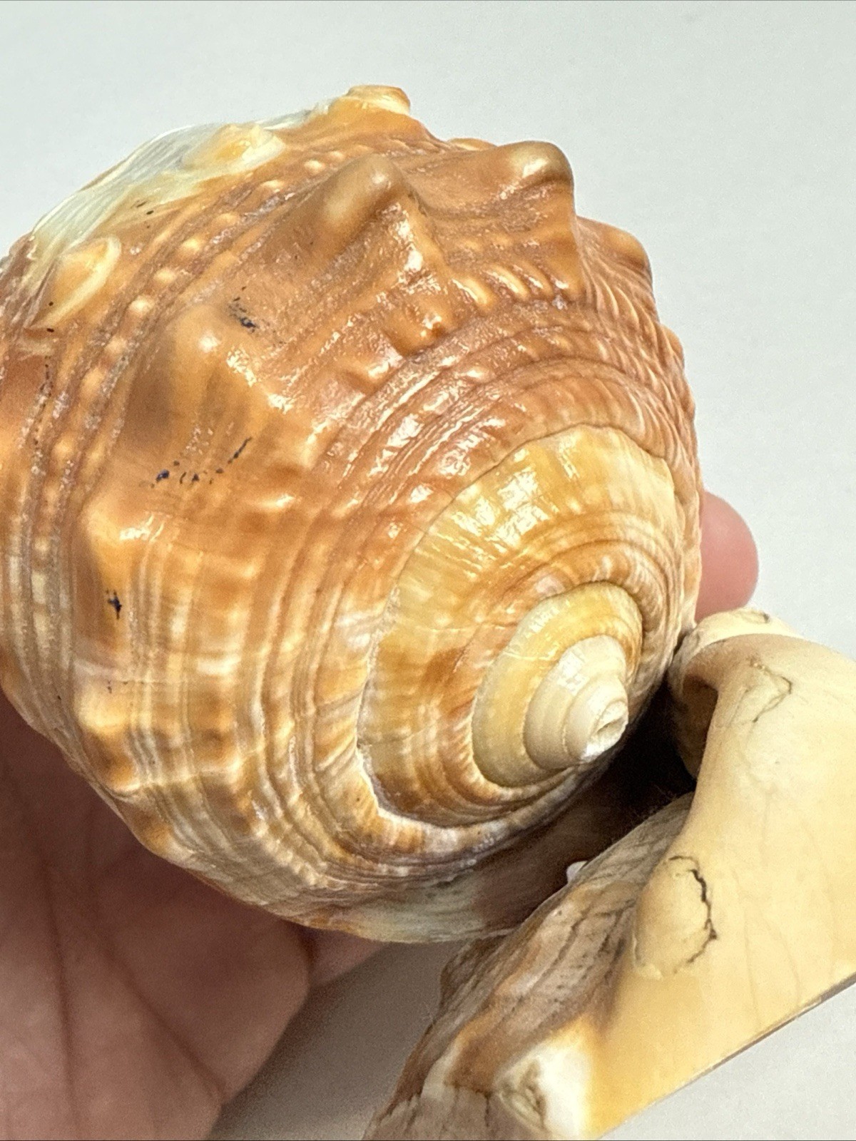 VTG Hand Carved Conch Cameo Seashell Italian Landscape Scene Decor Antique