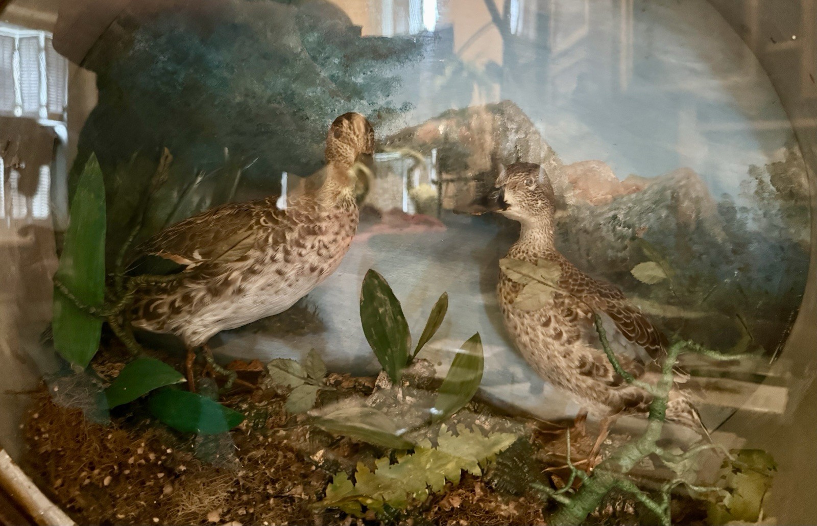 LG Antique Oval Green-winged Teal Duck Dome Diorama