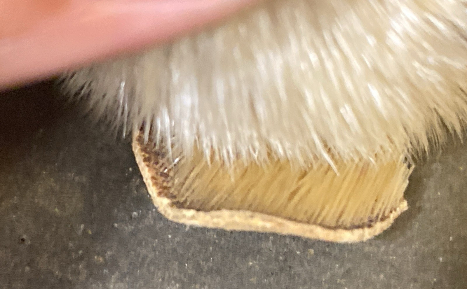 Fur and Leather Walrus Figurine