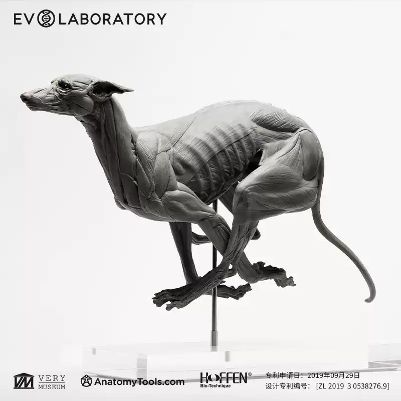 Evolaboratory 1/6th Scale Digital Version Greyhound Anatomy Tool PVC Model New