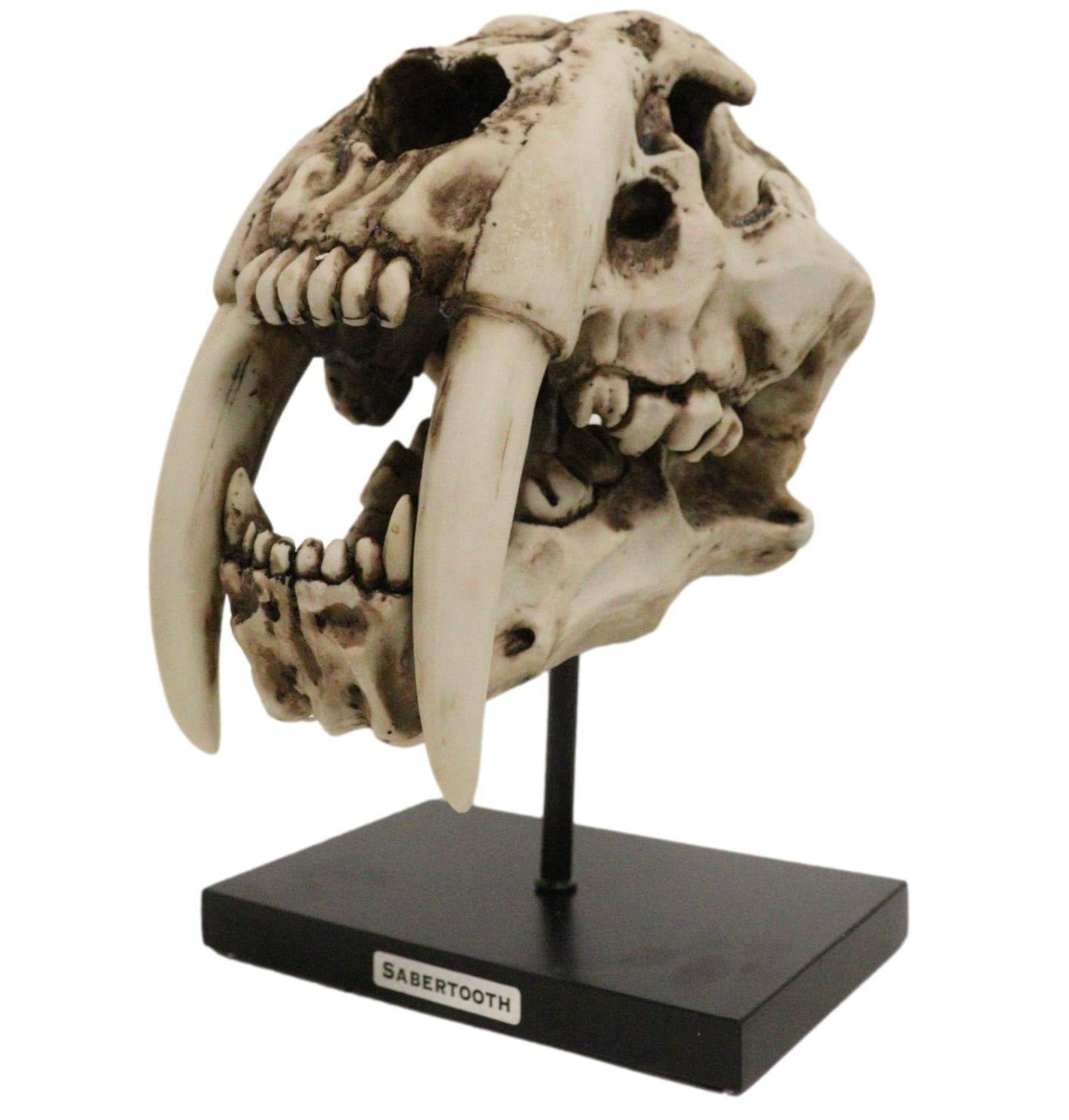 Prehistoric Animal Replica Sabertooth Tiger Cat Fossil Skeleton Skull Sculpture
