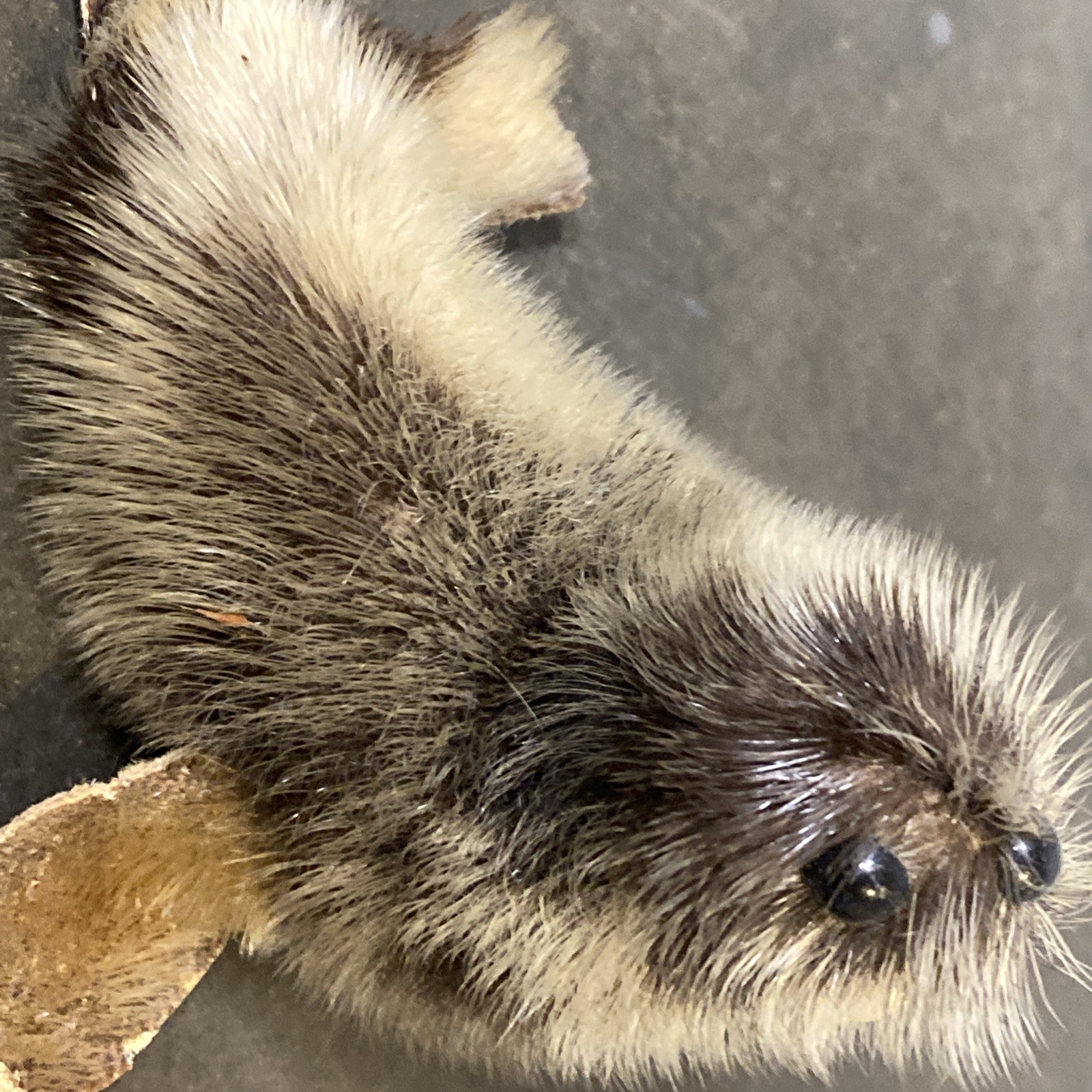 Fur and Leather Walrus Figurine