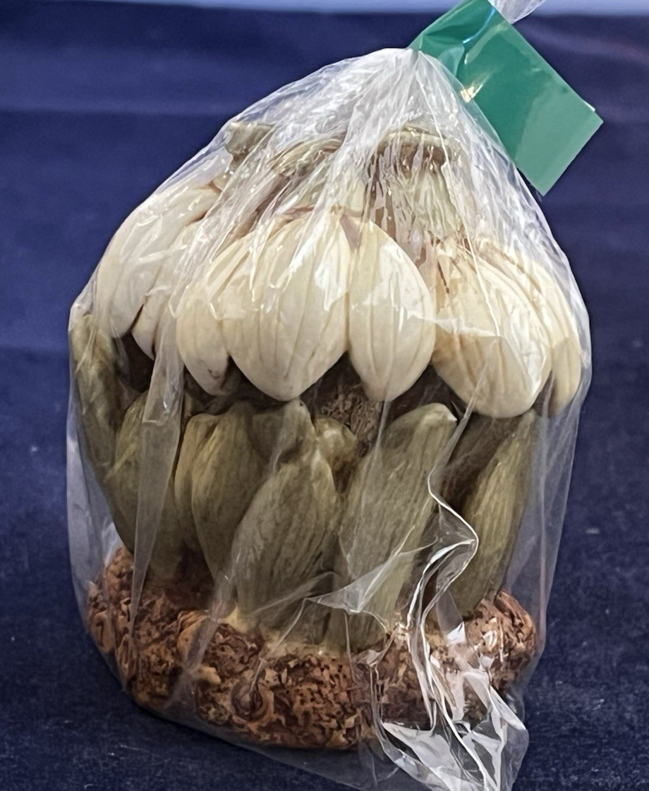 Harmony Kingdom/Garden~SNOW DROP~ladybug Lord Byron~ NIB~Made UK~#1~Bagged