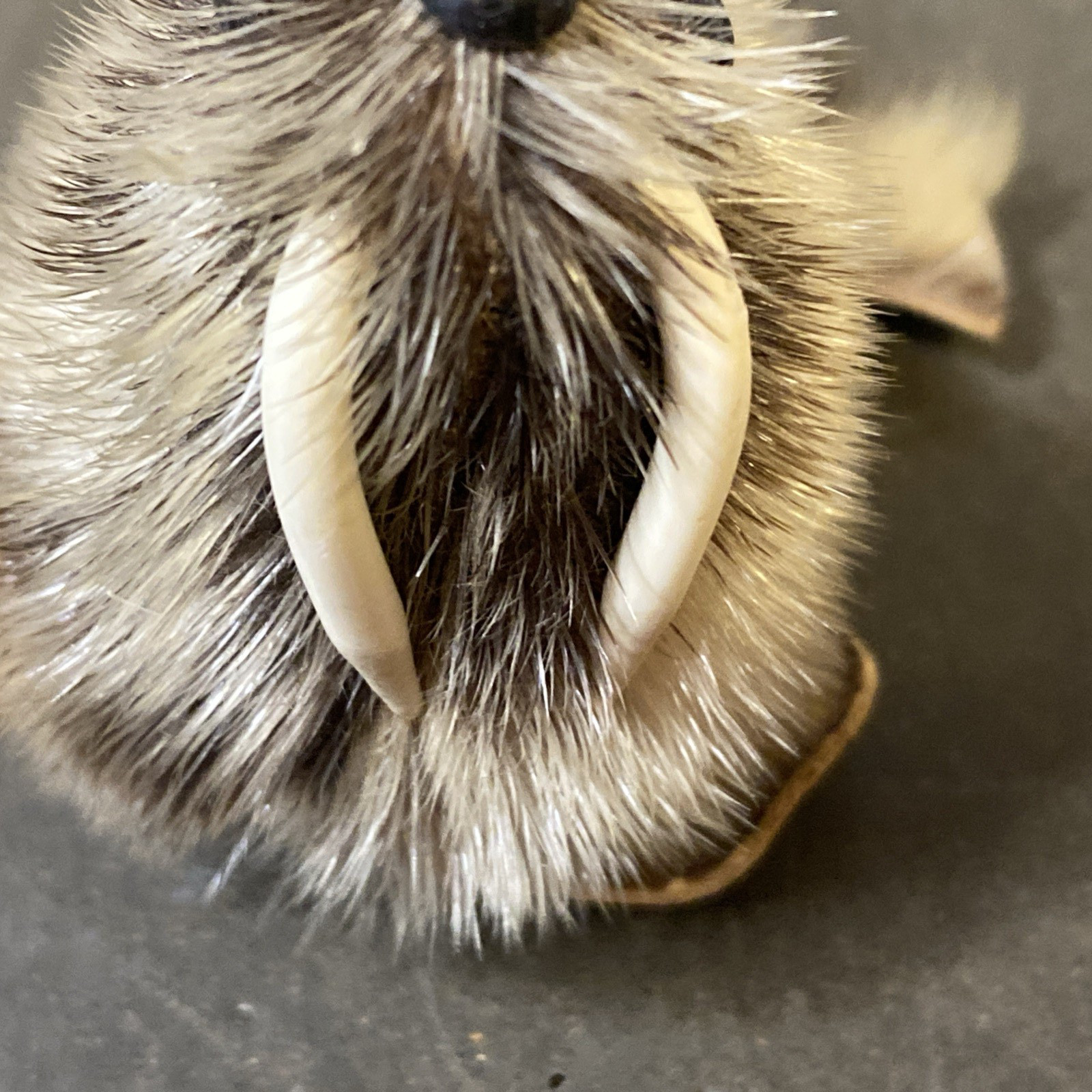 Fur and Leather Walrus Figurine