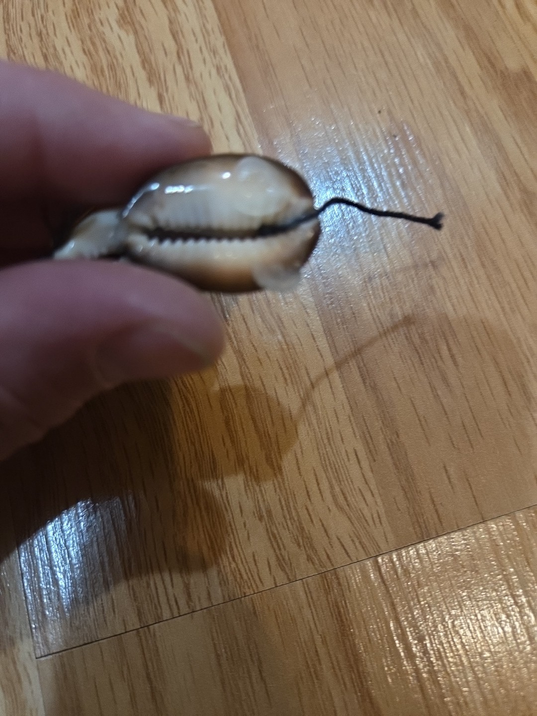 Vintage Tiny Seashell Mouse Figurine with Glasses 2 Inches Long