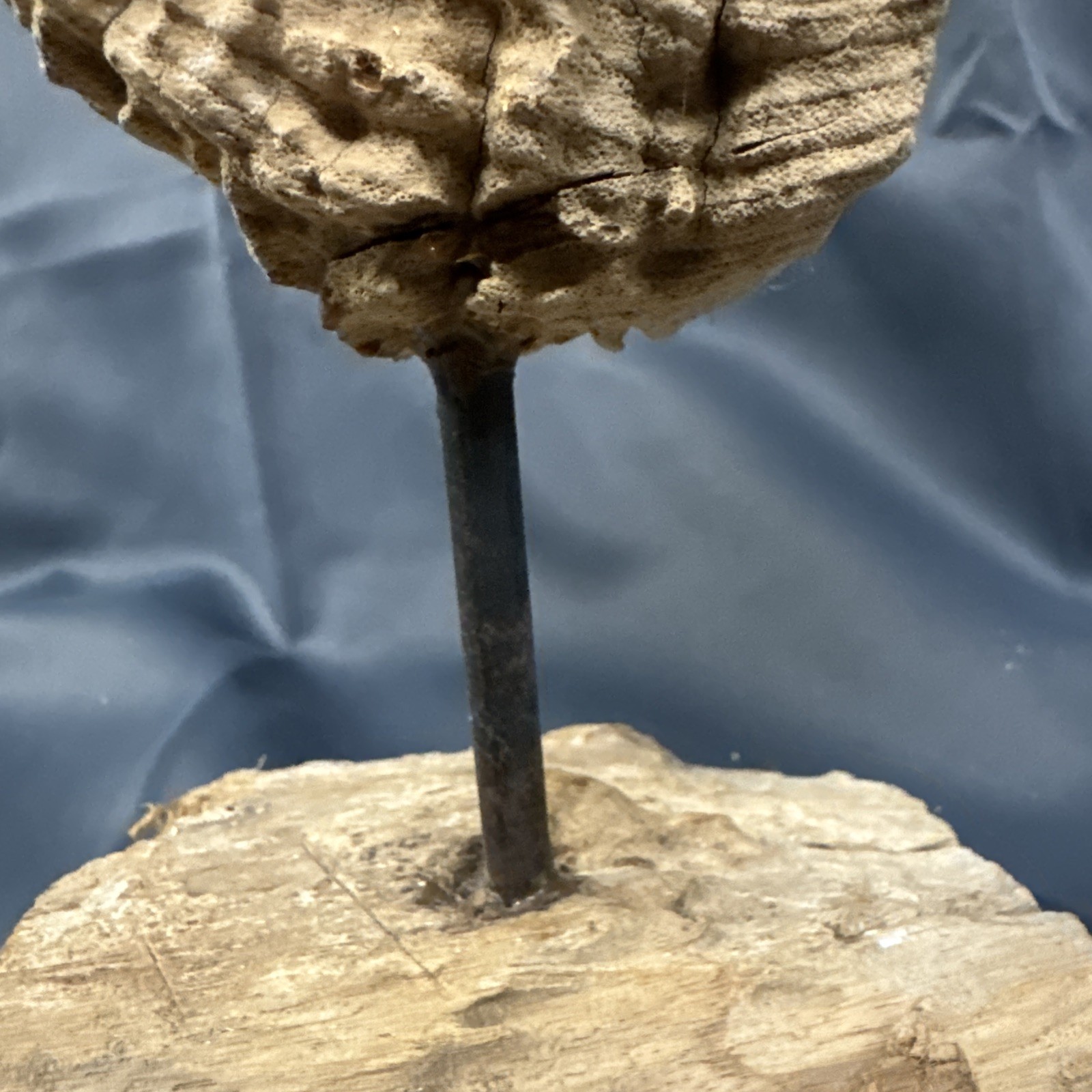 Teak Wood – Abstract / Organic – 16”H – Teak Wood Sculpture on Wood Base