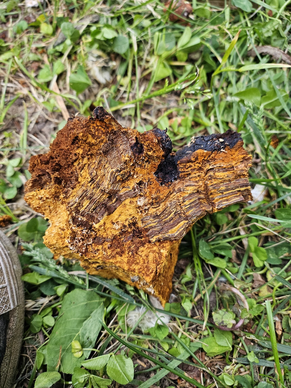1 LB Chaga Mushroom Chunks. Hand Harvested In Northern Vermont, Air Dried