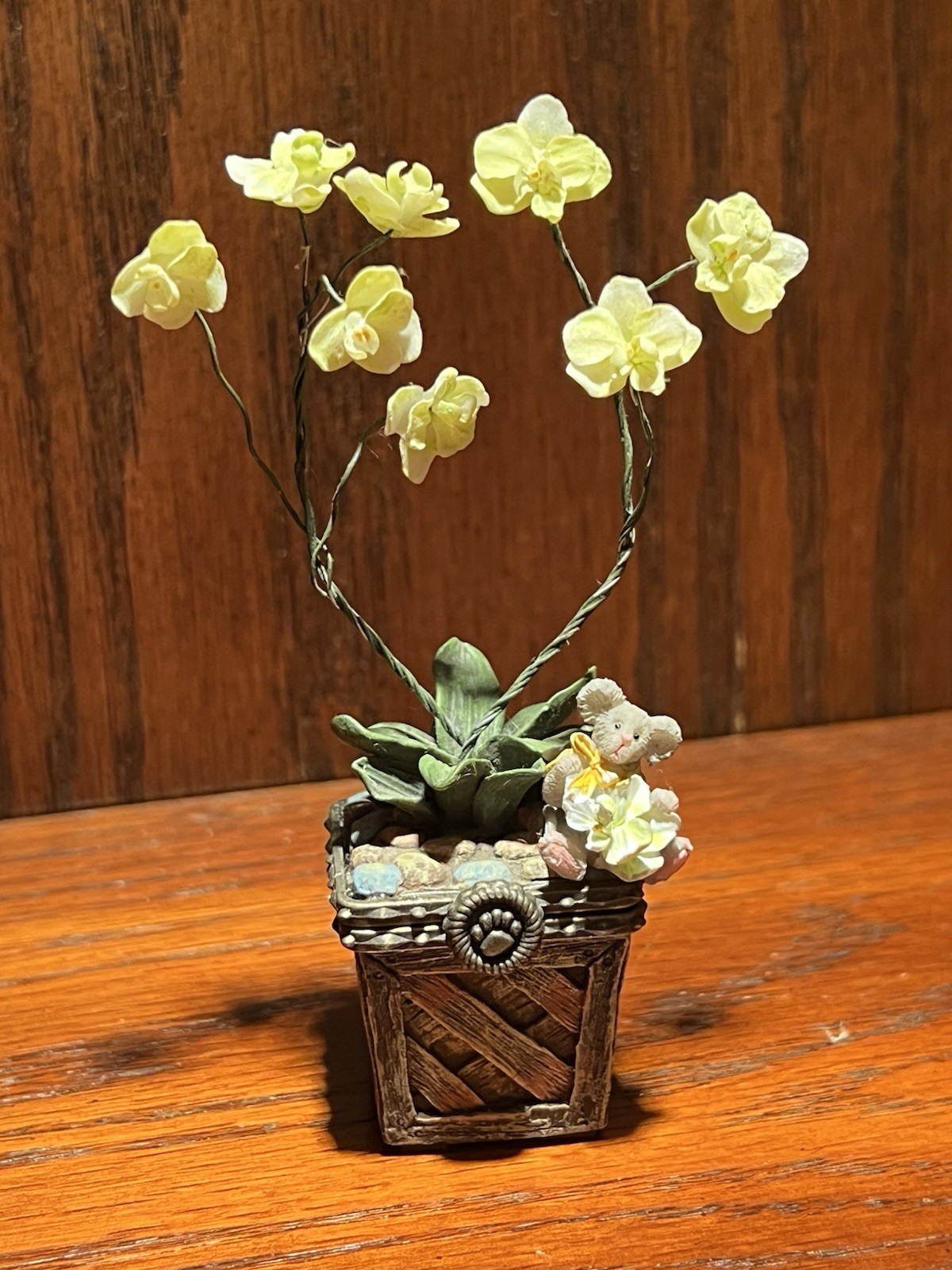 Leila’s Orchid w/ Bloom McNibble RARE **CHIPPED LEAF-Read Description**