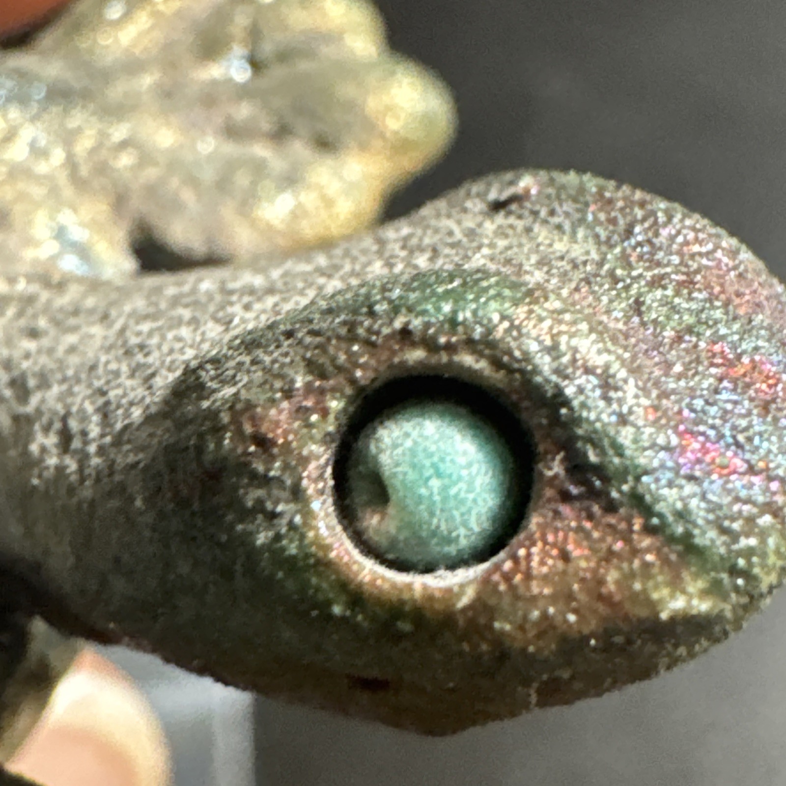 Raku Baby Gecko Hatchling Pottery Figurine Handmade Jeremy Diller Glued!! Read!