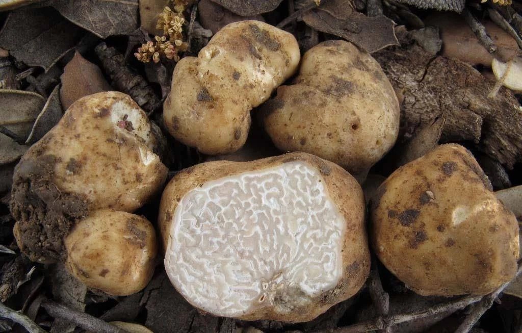 Choiromyces venosus White Truffle Mushroom Mycelium spawn 30 g Worldwide 237